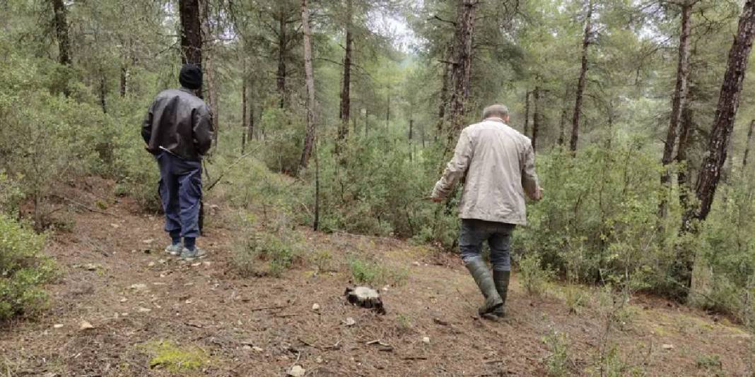 1600 metre rakıma kadar yetişebiliyor: Tek tek arayıp topluyor, hazine bulmuş gibi seviniyorlar 1